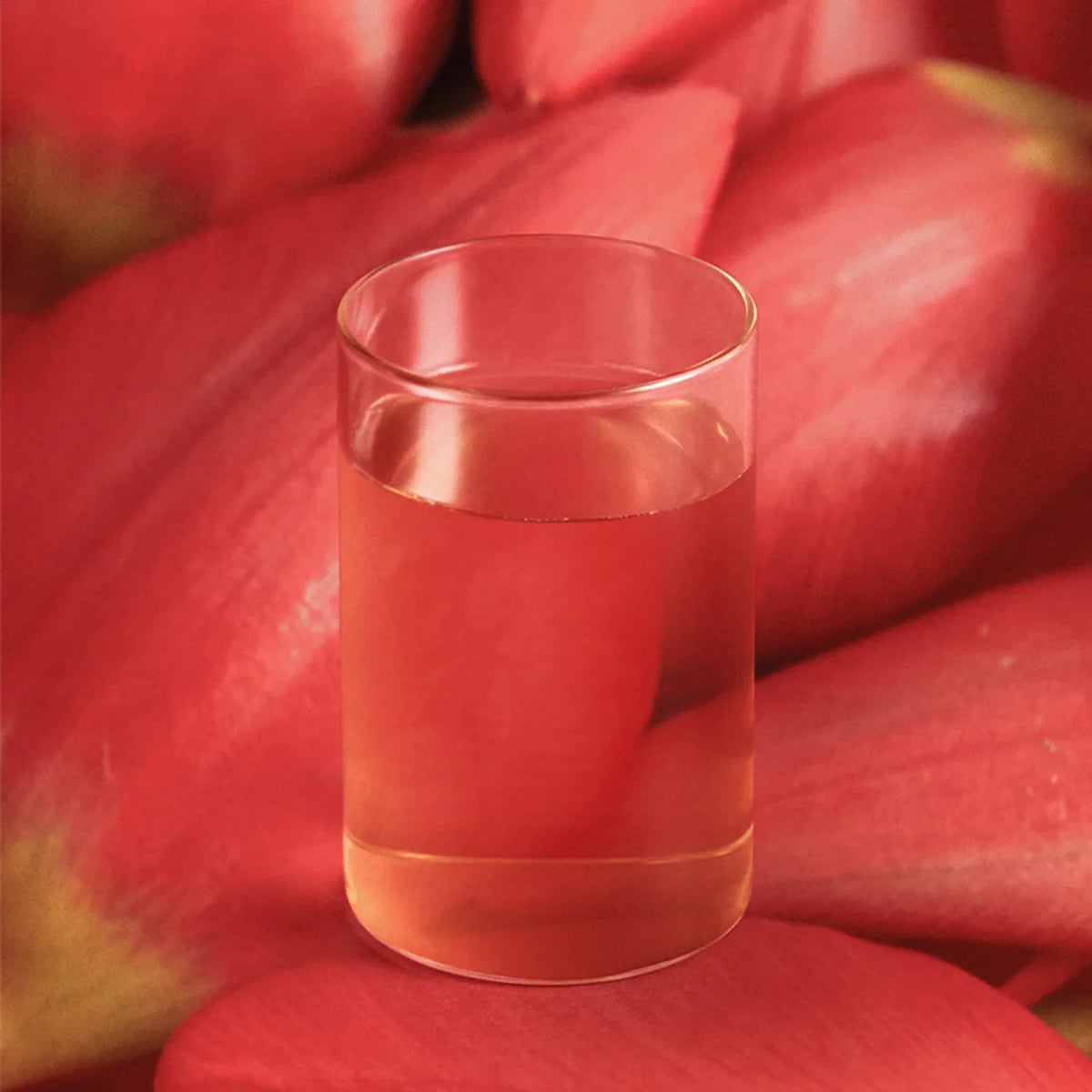 OSULLOC Camellia Forest Tea 3ea